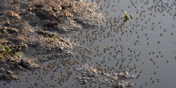 Midges: Mücken abwehren in Schottlands Highlands