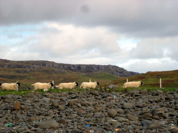 Schafe in der Bucht bei Talisker