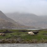 Seehunde im Loch Scavaig