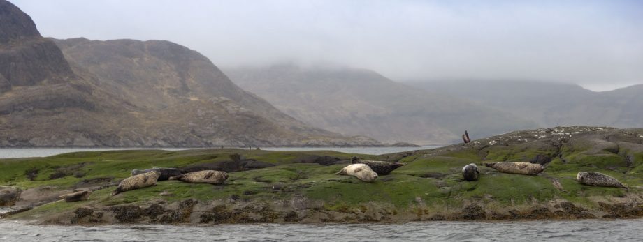 Seehunde im Loch Scavaig