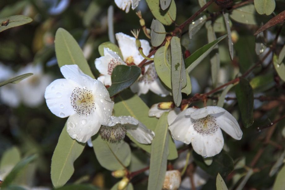 Pflanzen im Inverewe Garten