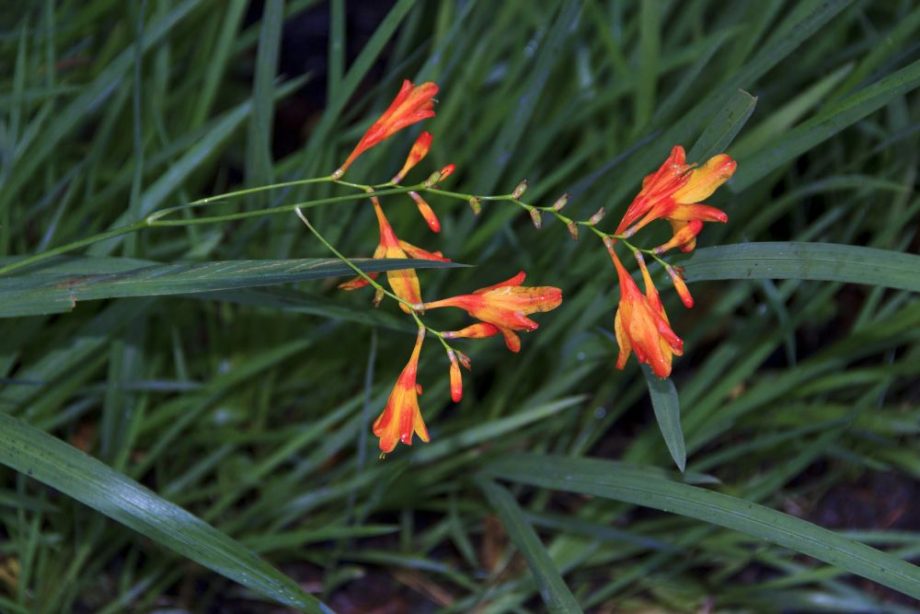 Weitere Pflanzen im Inverewe Garten