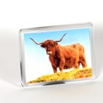 Fotomagnet Highland-Rind frontal seitlich
