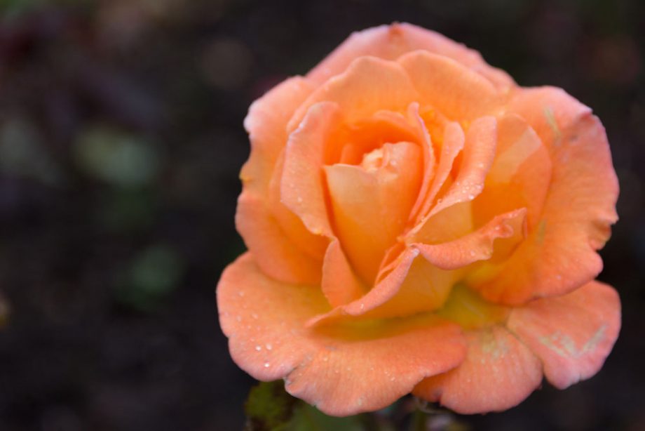 Eine Rose im garten der Castle of Mey