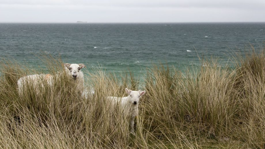 Schafe auf Berneray