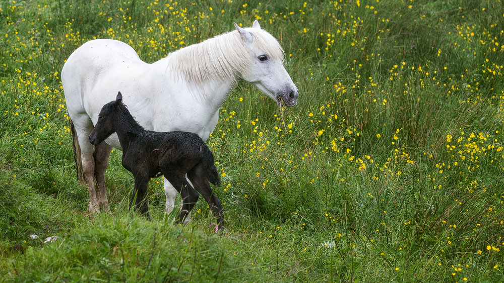 Eriskay Pony: Stute und Fohlen