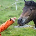 Eriskay Pony zutraulich