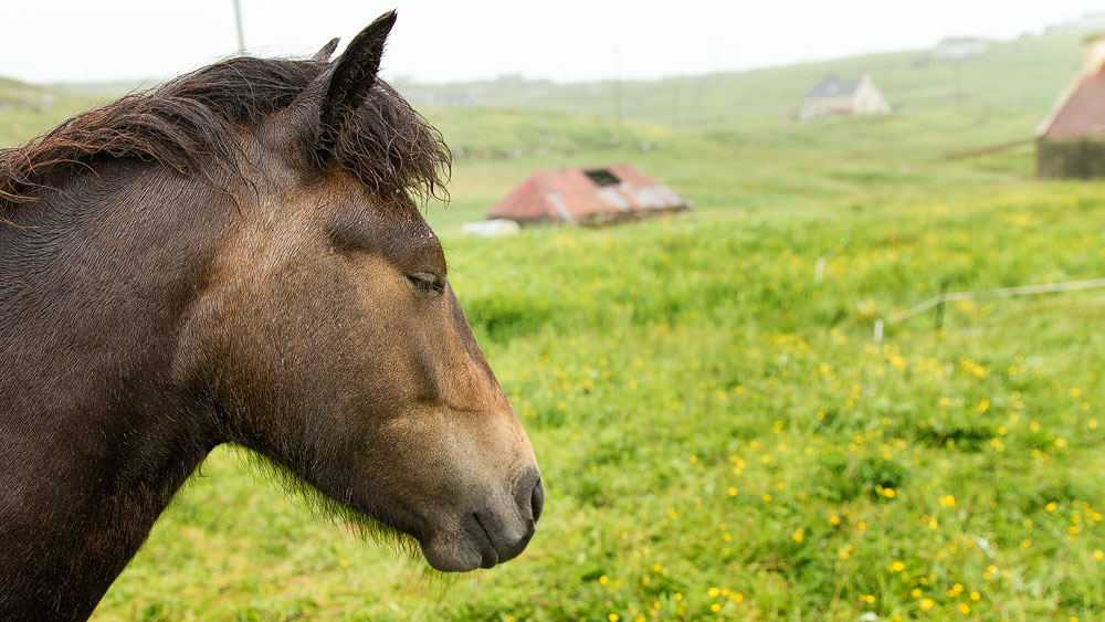 Eriskay-Pony-braun-Foto-Martin-Goldmann