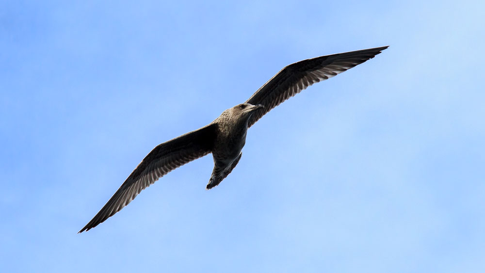 Skua im Flug