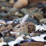 Eier Oyster Catcher am Loch Slapin