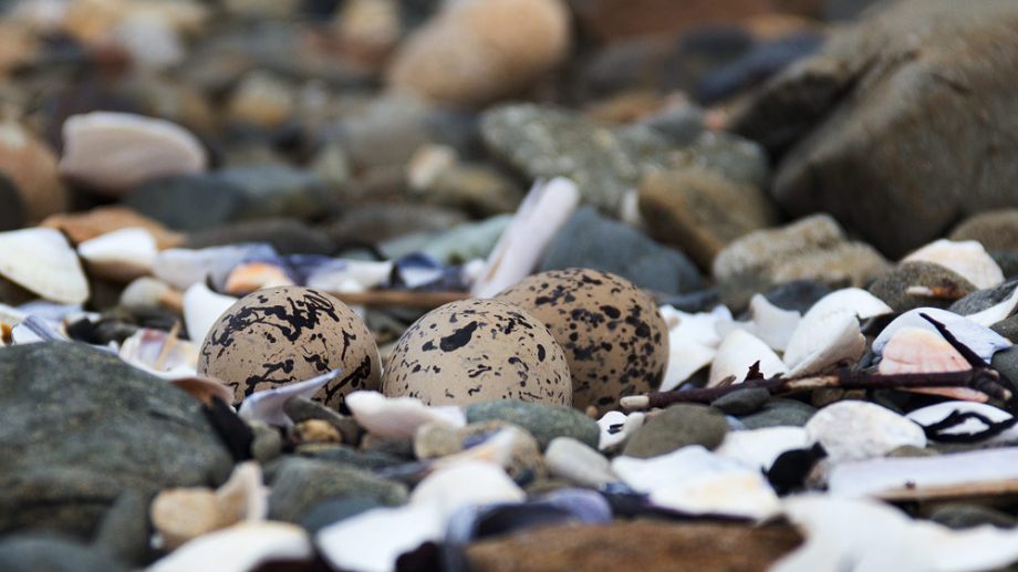 Eier Oyster Catcher am Loch Slapin