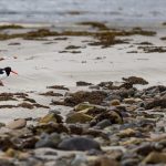 Oyster Catcher