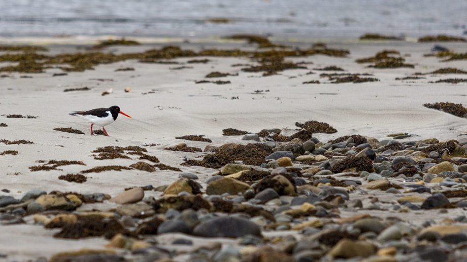 Oyster Catcher