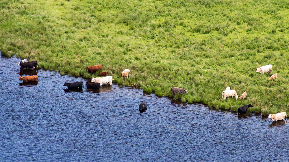 Rinder am Loch Tummel