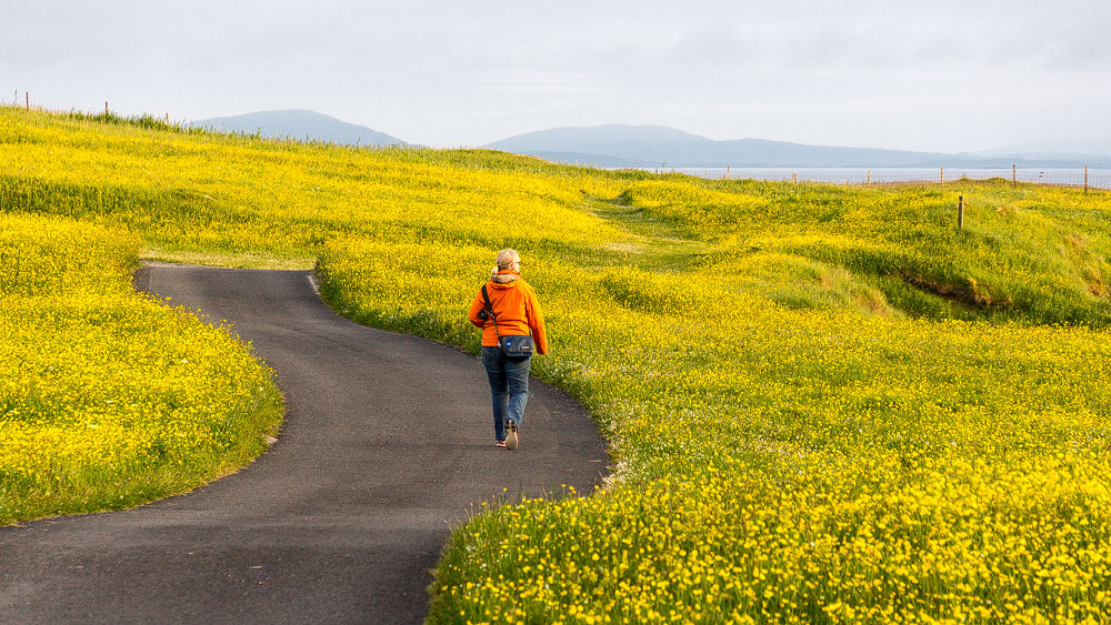 Ein Feld voll Sumpfdotterblumen