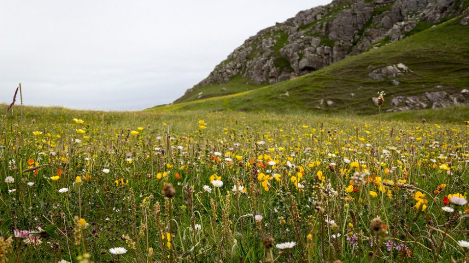 Machair auf der Isle of Lewis
