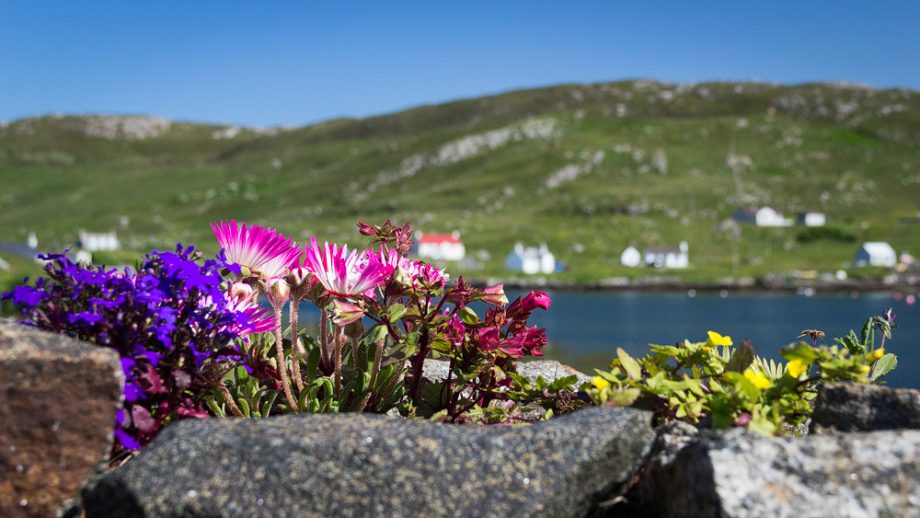 Castlebay-Blumen