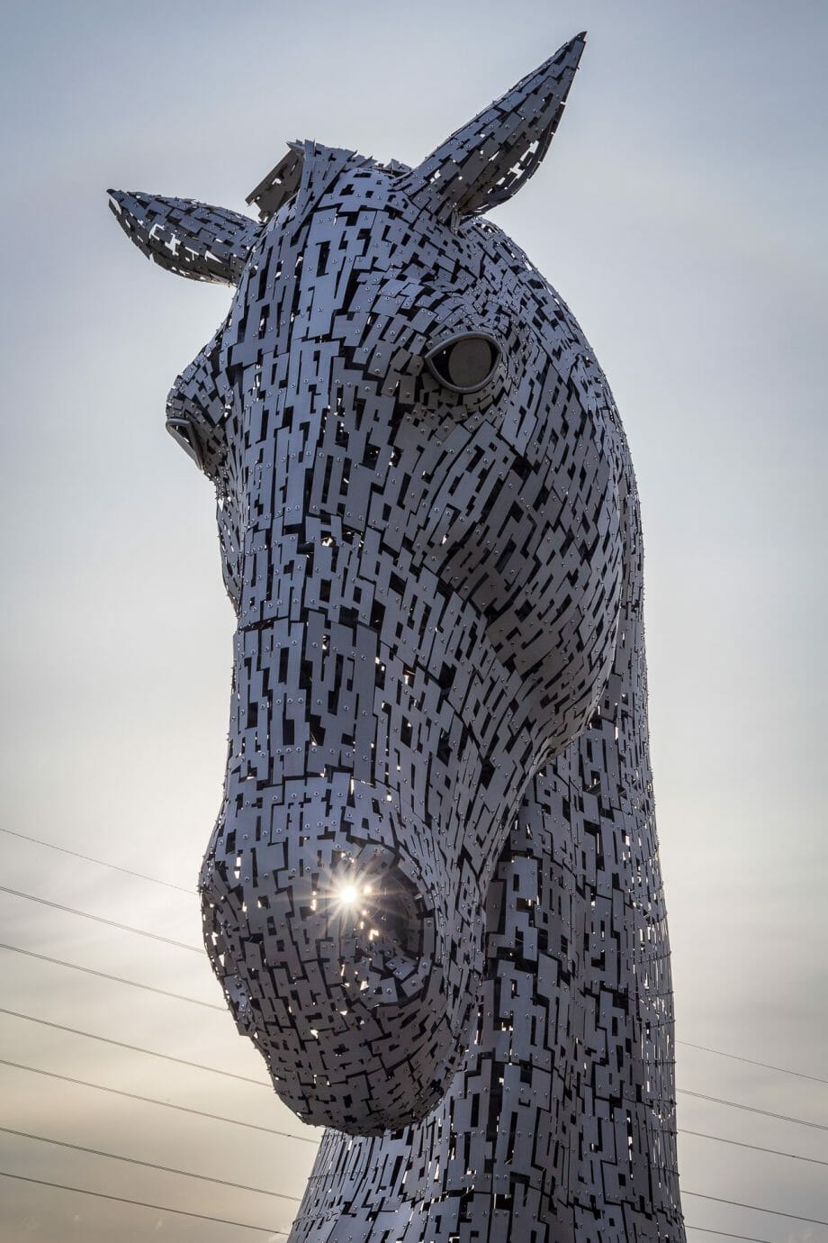 Beim Kelpie "Duke" scheint die Sonne von hinten durch eine Nüster. Im Hintergrund durchziehen Stromleitungen den Himmel.