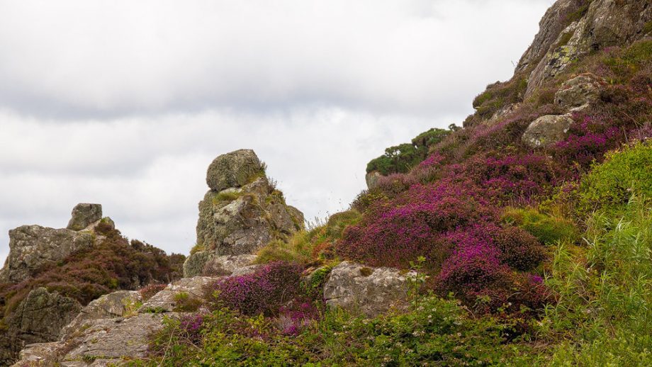 Heide auf Arran