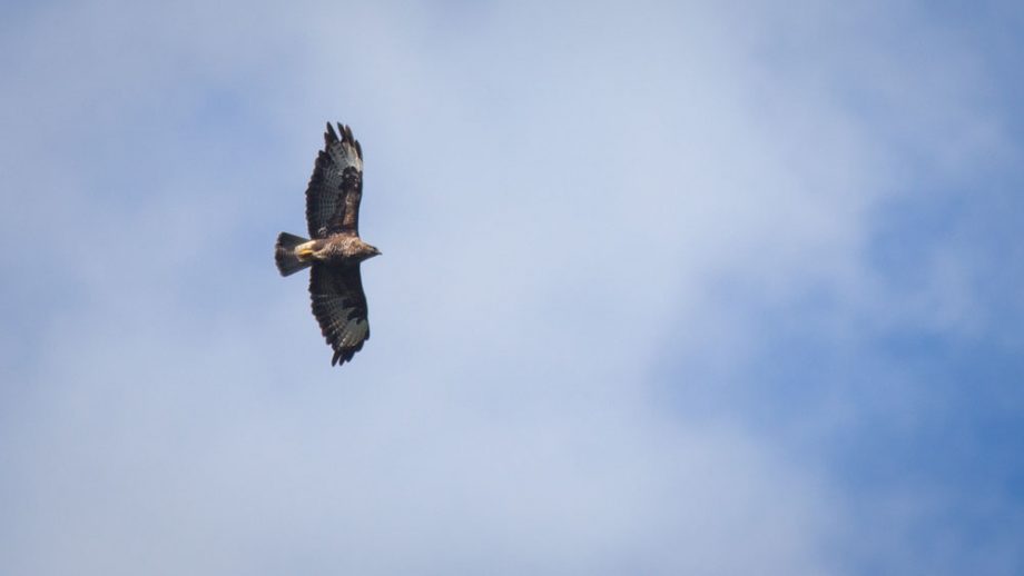 Bussard über Arran