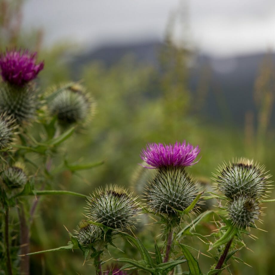 Schottische Distel