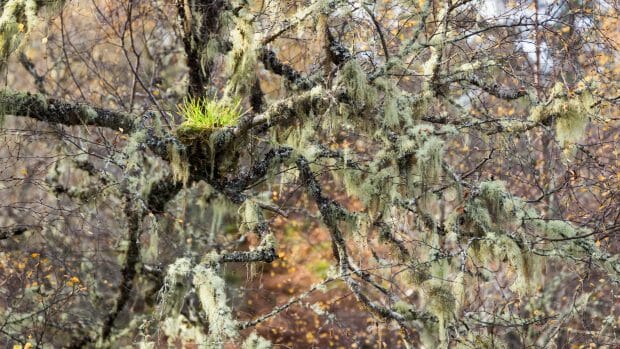 Vogelnest im Wald von Glen Affric