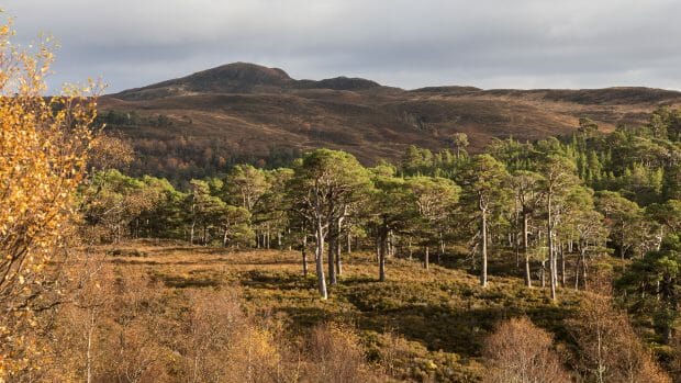 Bäume im Glen Affric