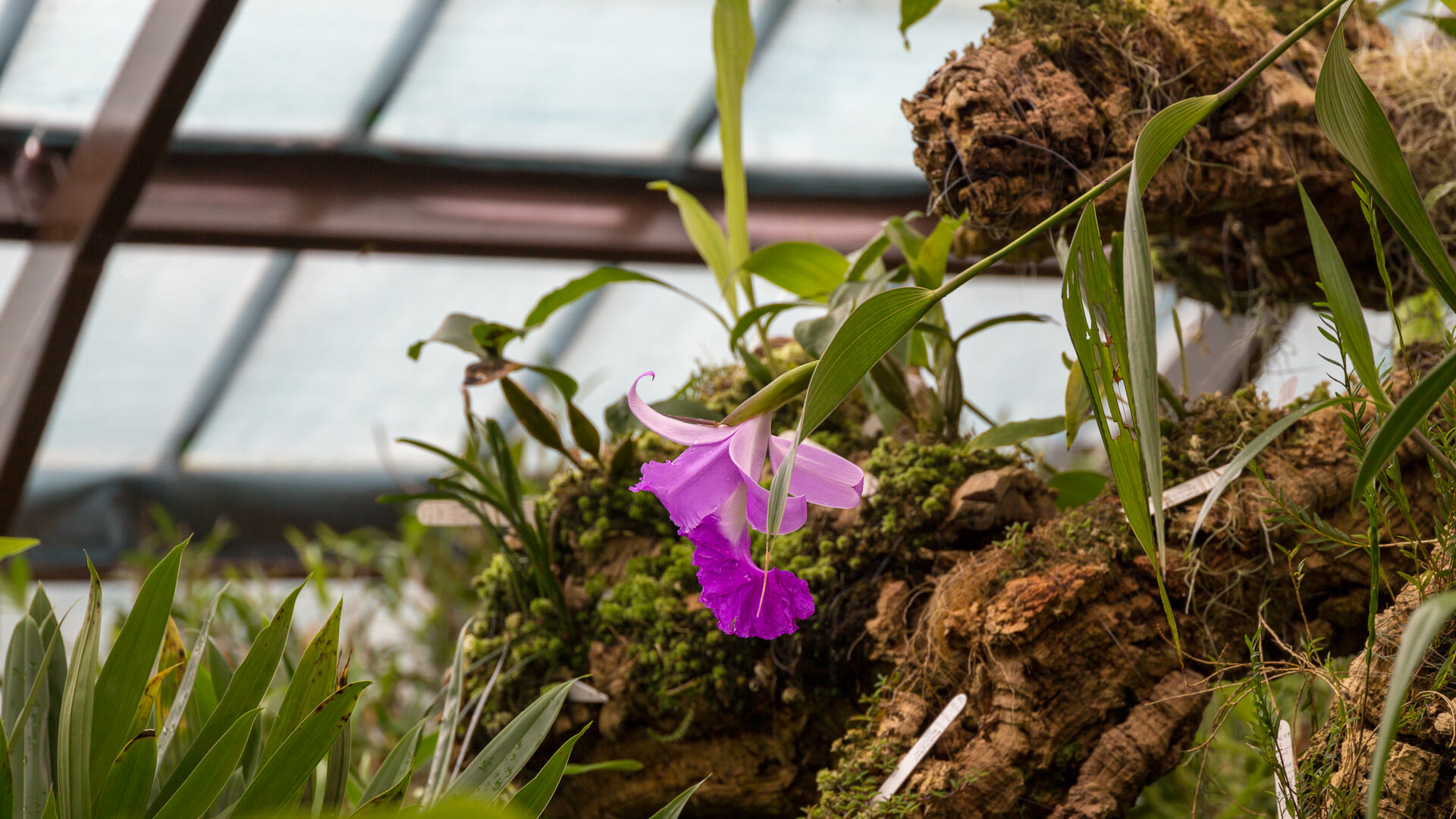 Glasgow Botanic Gardens Ein Palast Aus Glas Im Gartenparadies