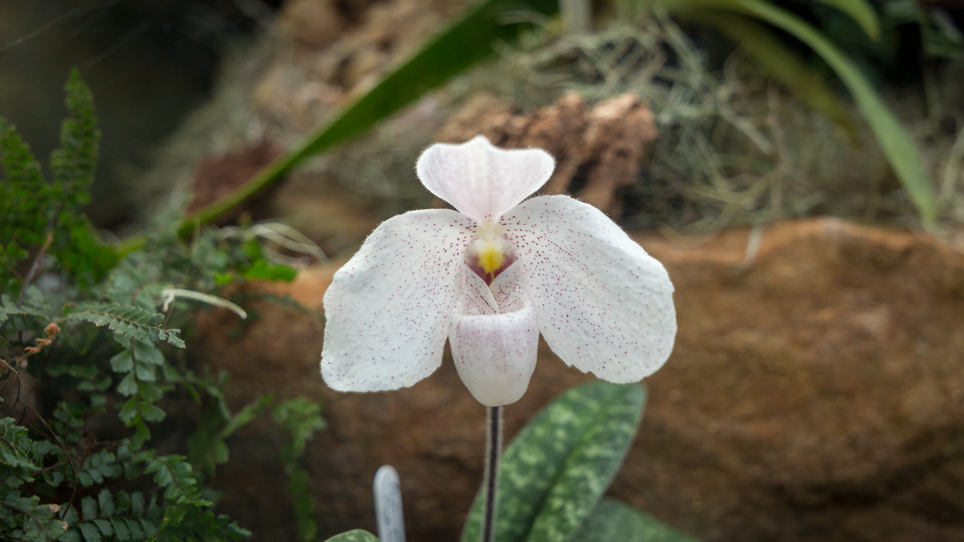 Orchidee in der Main Range