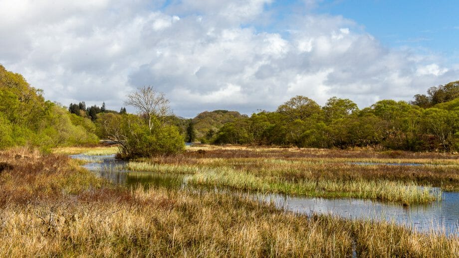 Die Ausläufer von Lochan Taynish