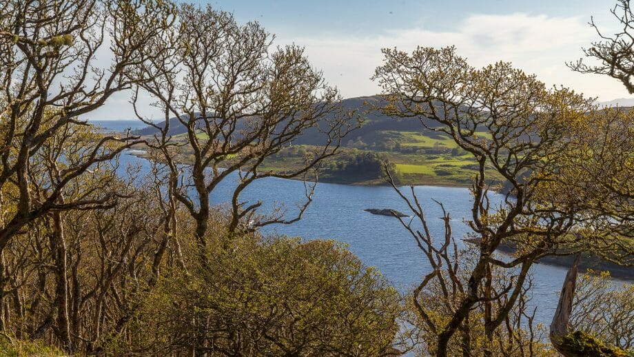 Blick über Loch Taynish durch die Bäume am Barr Mòr