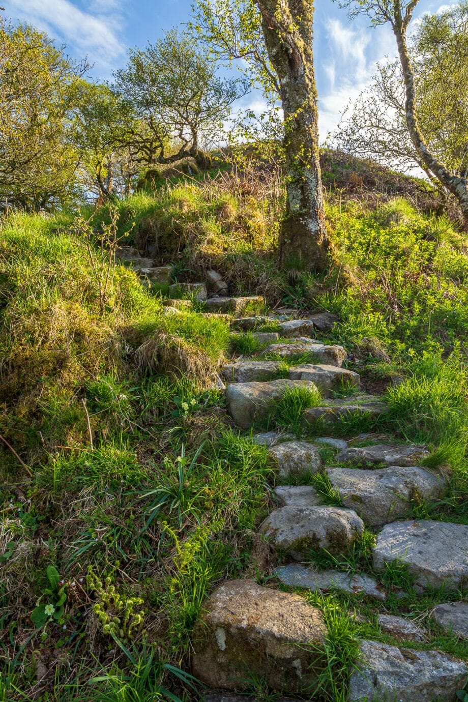 Treppen im Wald