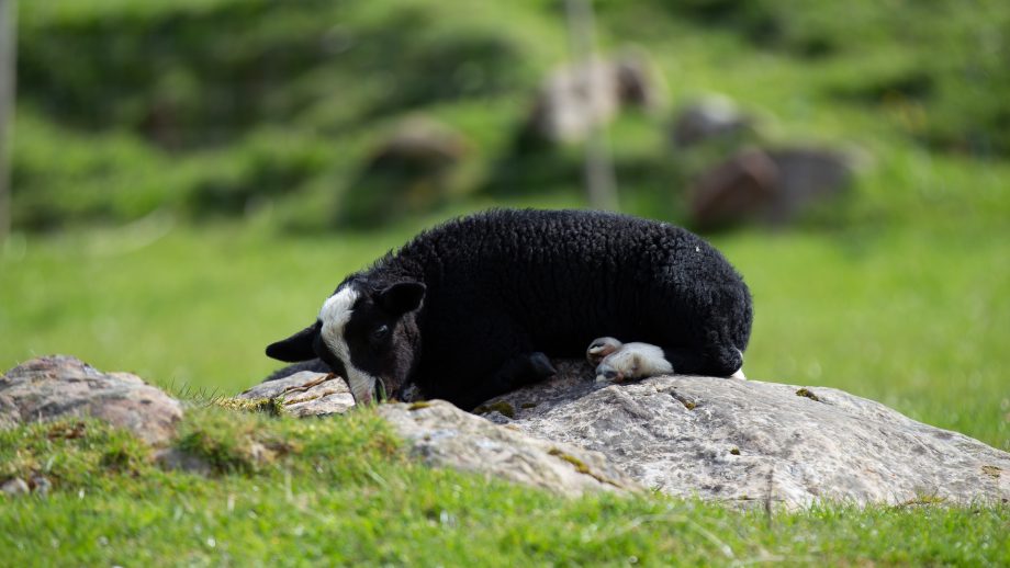 Agneau sur Islay