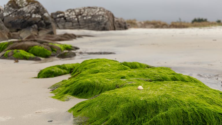 Die Morar Silver Sands