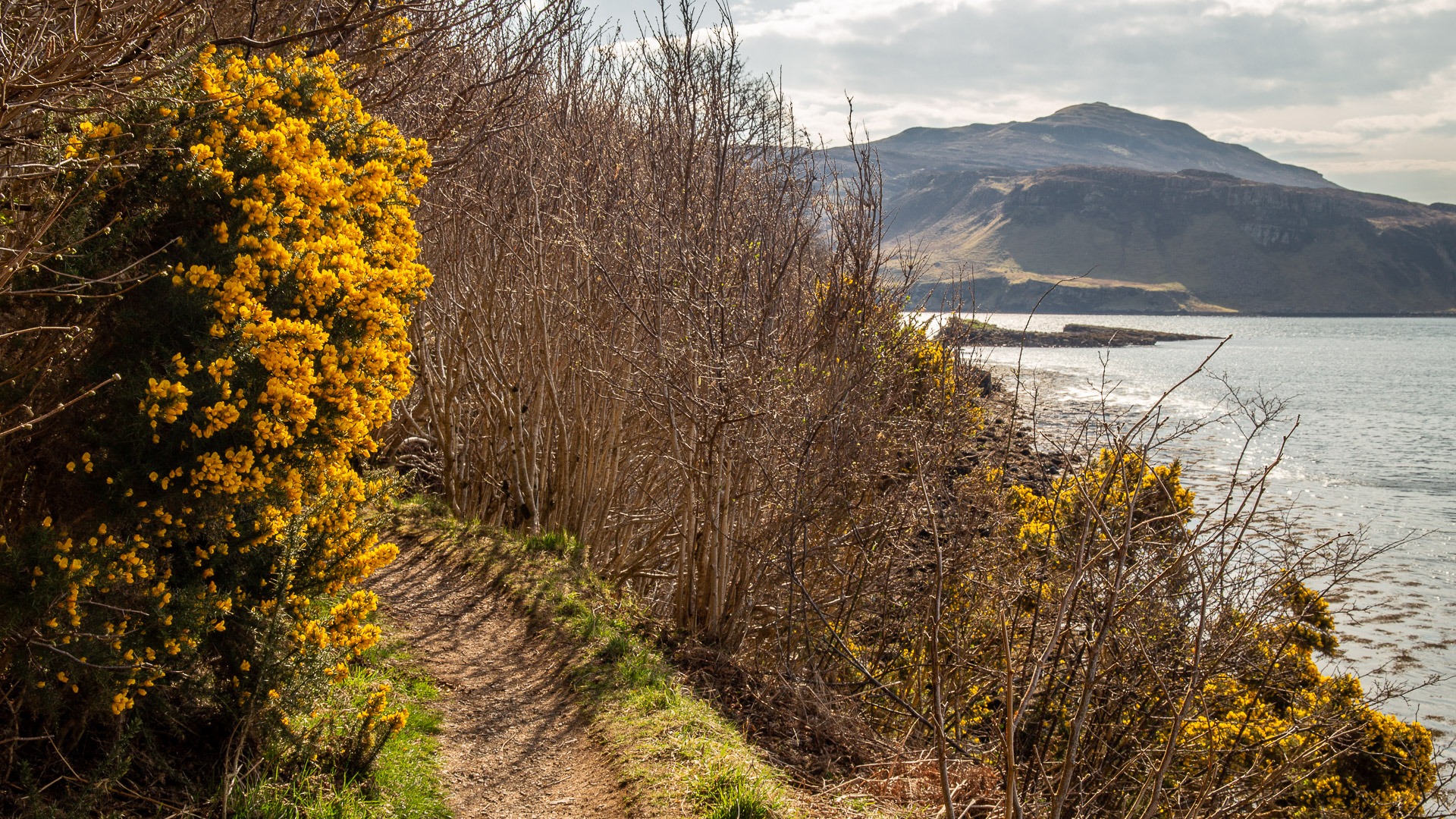 Gorse by the wayside