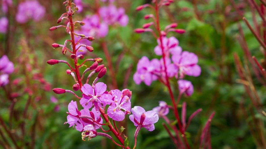 Flora auf Colonsay