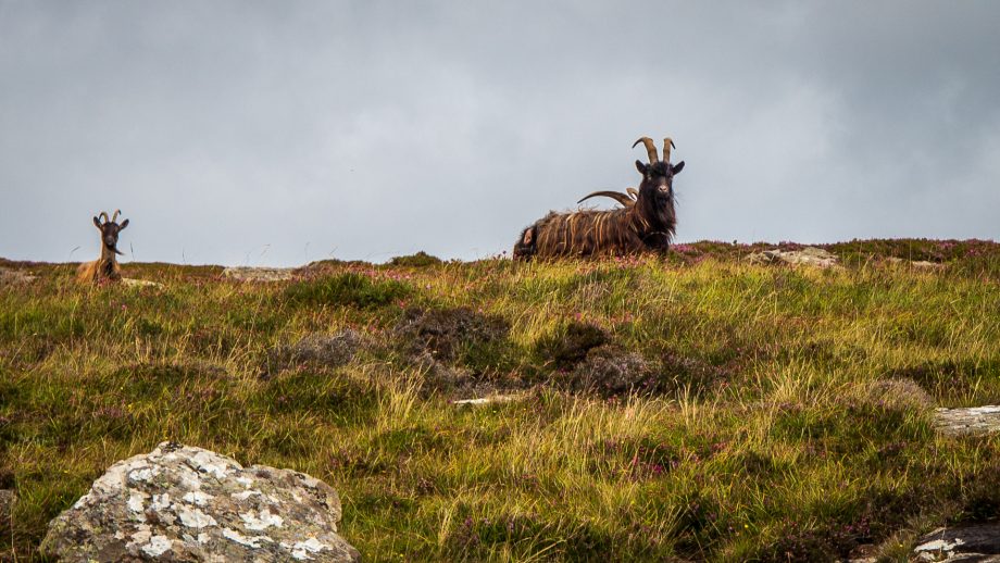 Wilde Ziegen auf Colonsay