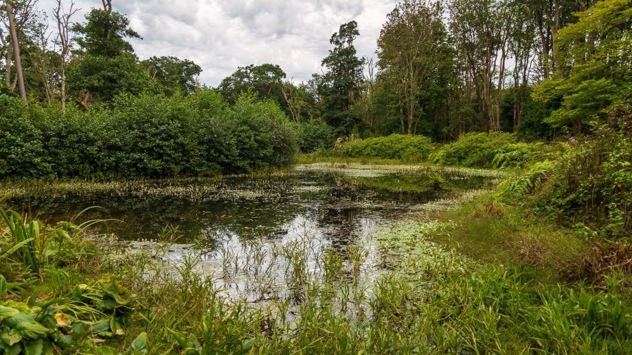 Der Teich von Achamore Gardens