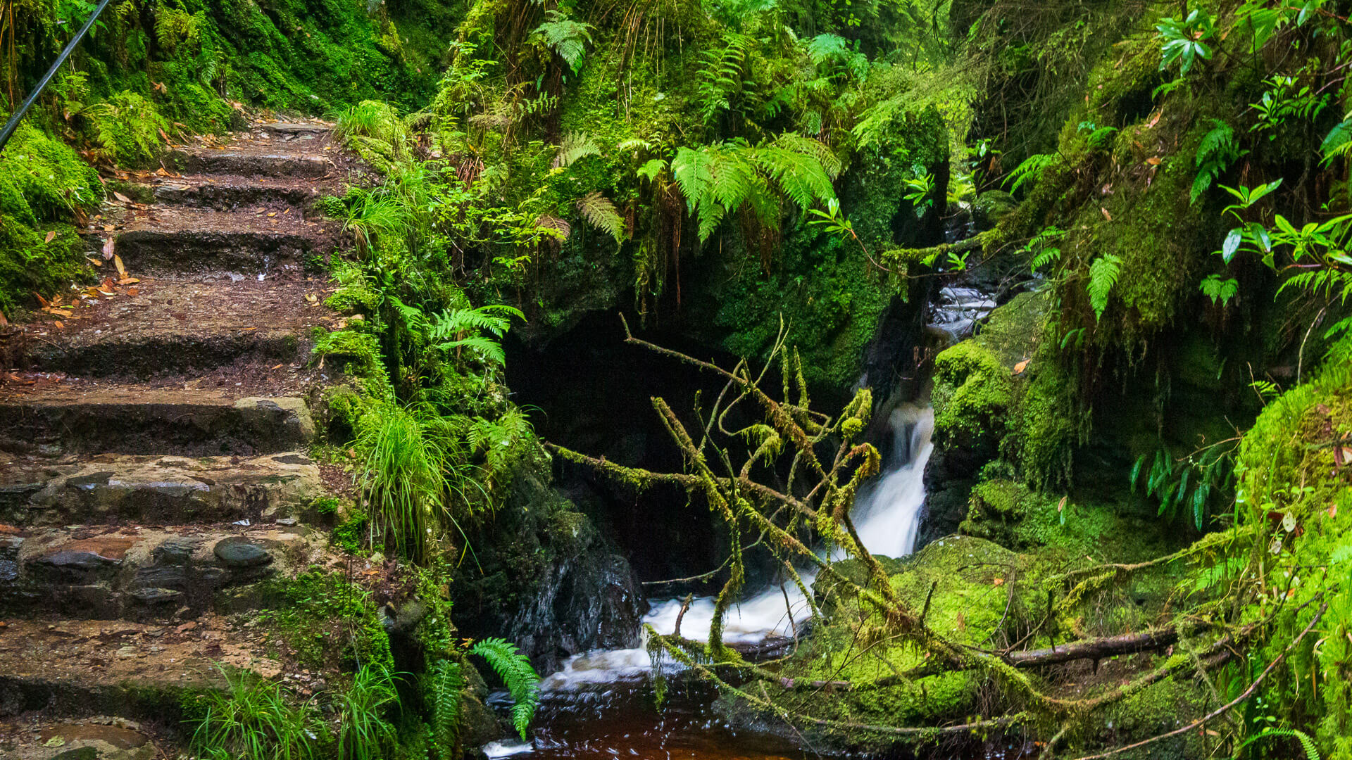 Alles ist grün hier im Puck's Glen