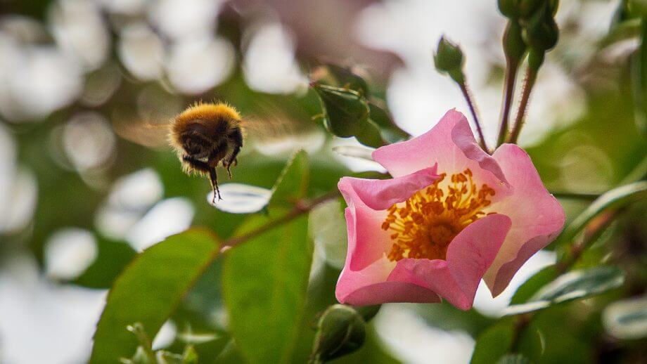 Die Blumen locken Insekten an