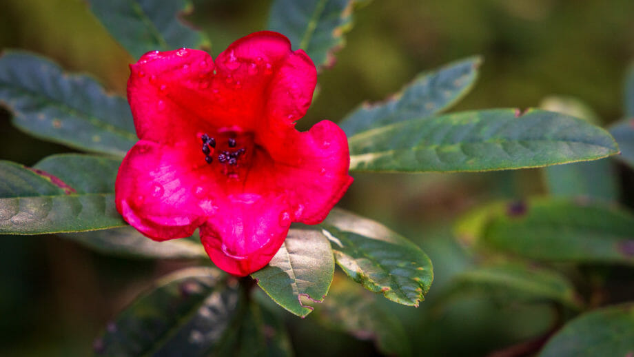 Eine Blüte in Ardkinglas Gardens