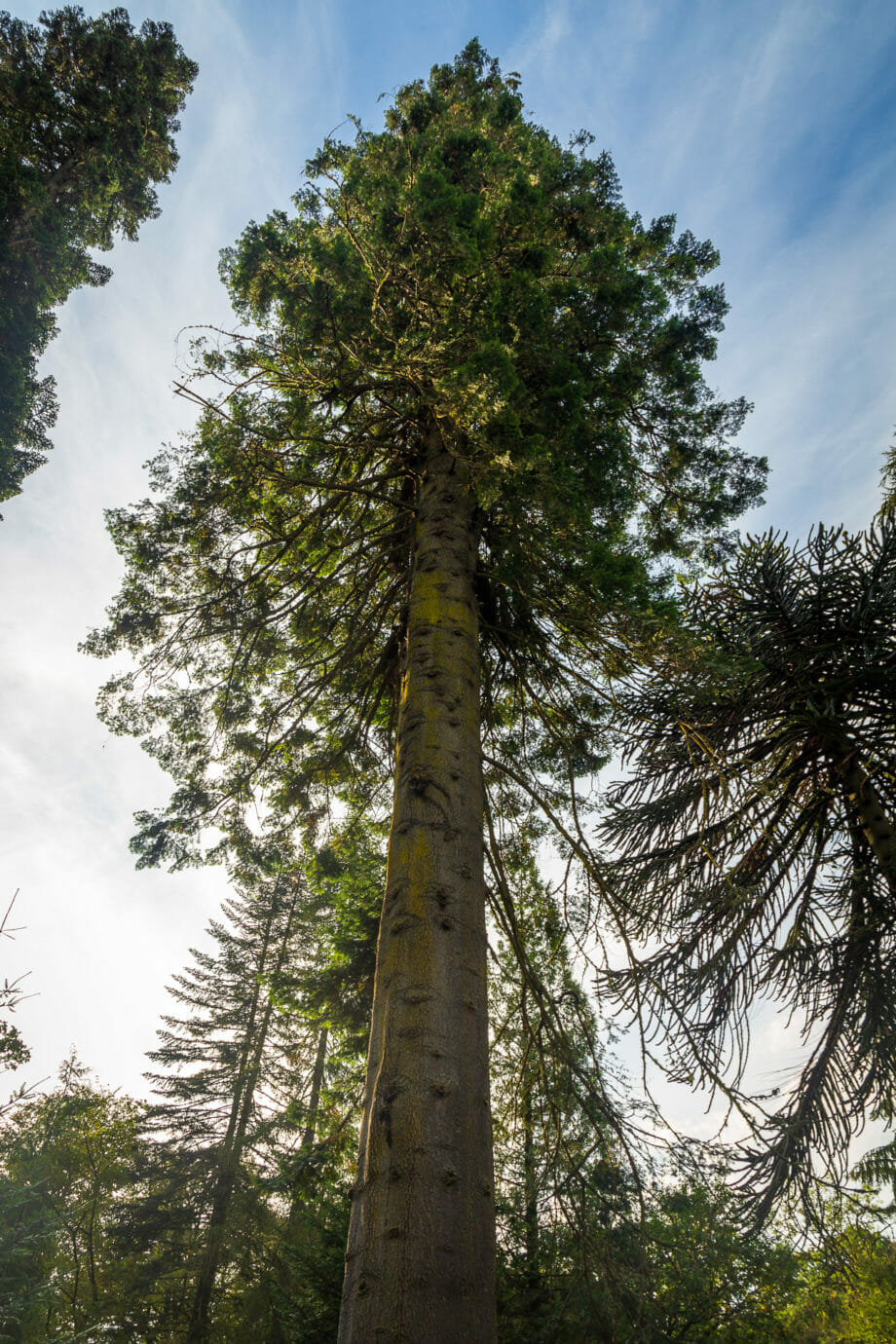 Hohe und seltene Bäume wachsen im Ardkinglas Garten