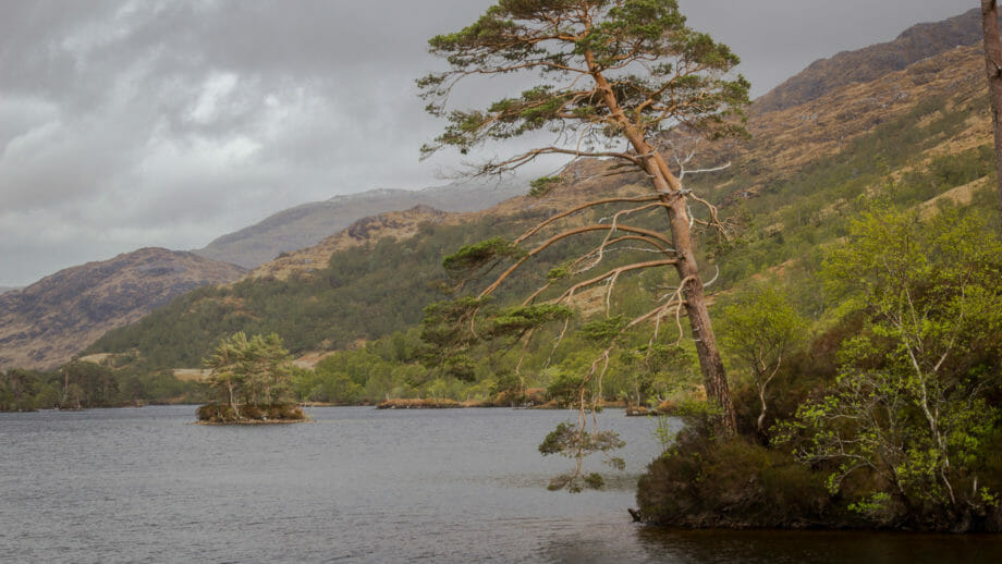 Der äußere Baum der Eilean na Mòine