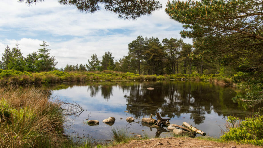 Weiher am Weg