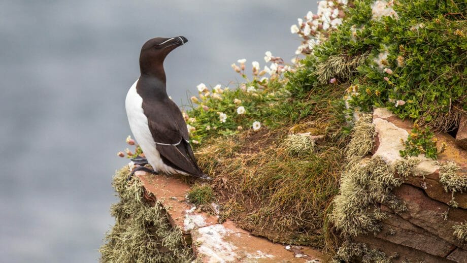 Tordalk am Duncansby Head