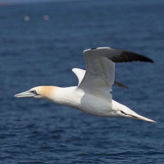 Ein Basstölpel fliegt über das Wasser