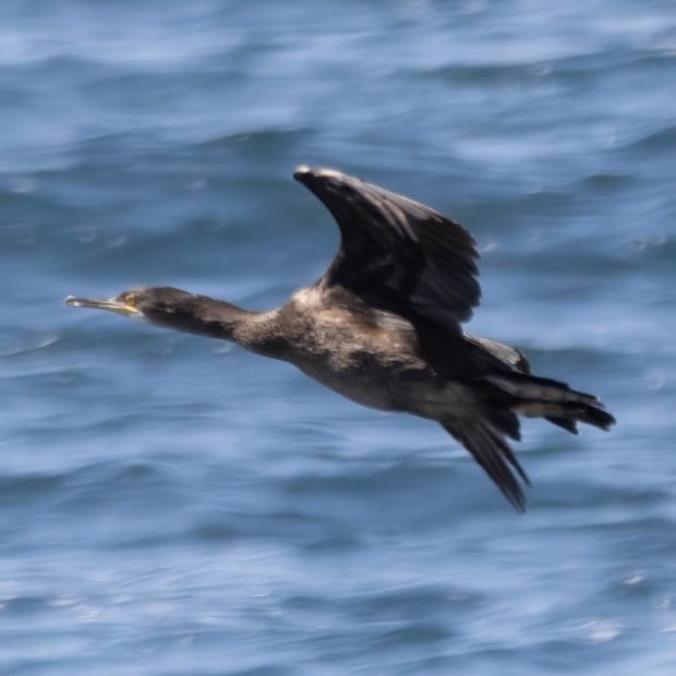 Ein Kormoran fliegt über das Wasser