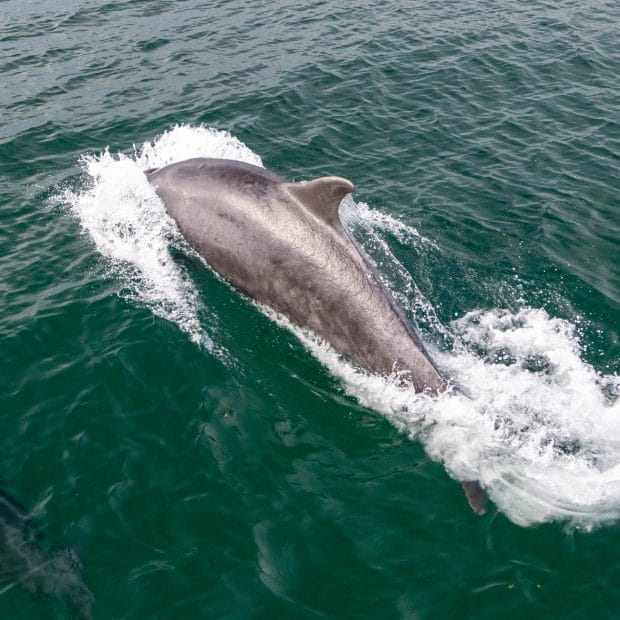Ein Delfin in grünlichem Meerwasser, der gerade zum Lufthohlen auftaucht