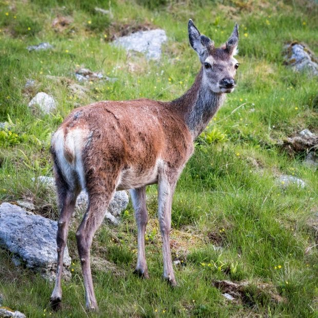 Ein Hirsch steht auf einer Wiese mit Steinen und blick Richtung Kamera