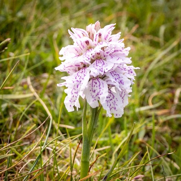 Eine blaßrosa Orchidee mit lila Sprenkeln auf den offenen Blüten in einer Wiese